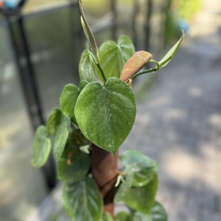 Philodendron scandens