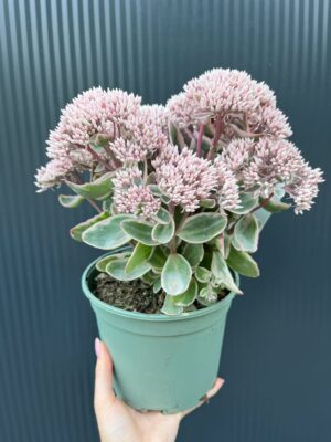 Sedum telephium „la Vie en Rose” rozchodnik variegata