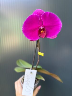 Phalaenopsis Singolo Shima | Storczyk