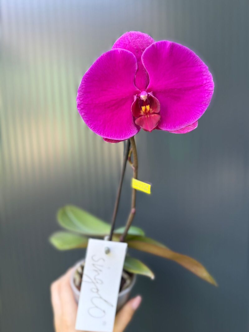 Phalaenopsis Singolo Shima | Storczyk