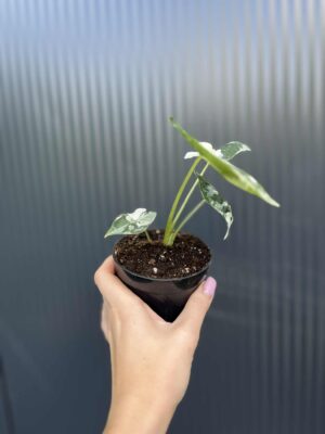 Alocasia Frydek Variegata