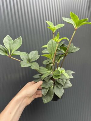 Peperomia pereskifolia