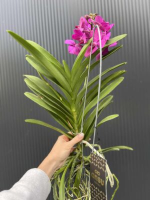 Storczyk Vanda 5