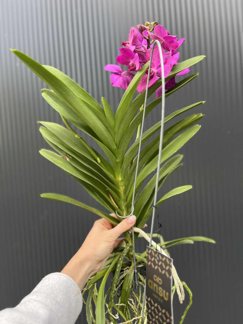 Storczyk Vanda 5