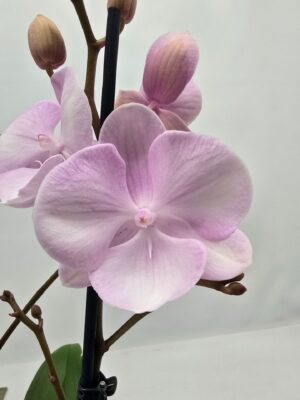 Phalaenopsis Limited 13