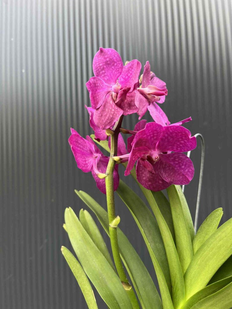 Storczyk Vanda 5