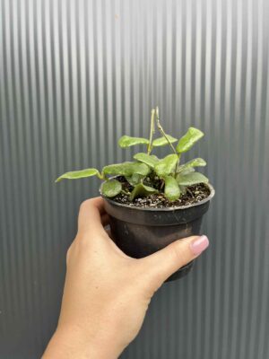 Hoya Rotundiflora
