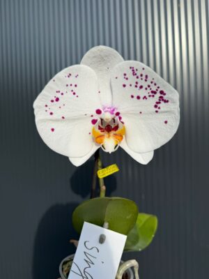 Phalaenopsis Singolo ‘Owari’| Storczyk