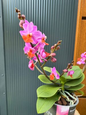 Phalaenopsis Liu’s Triprince przekwitający