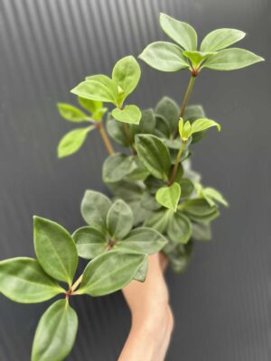 Peperomia pereskifolia