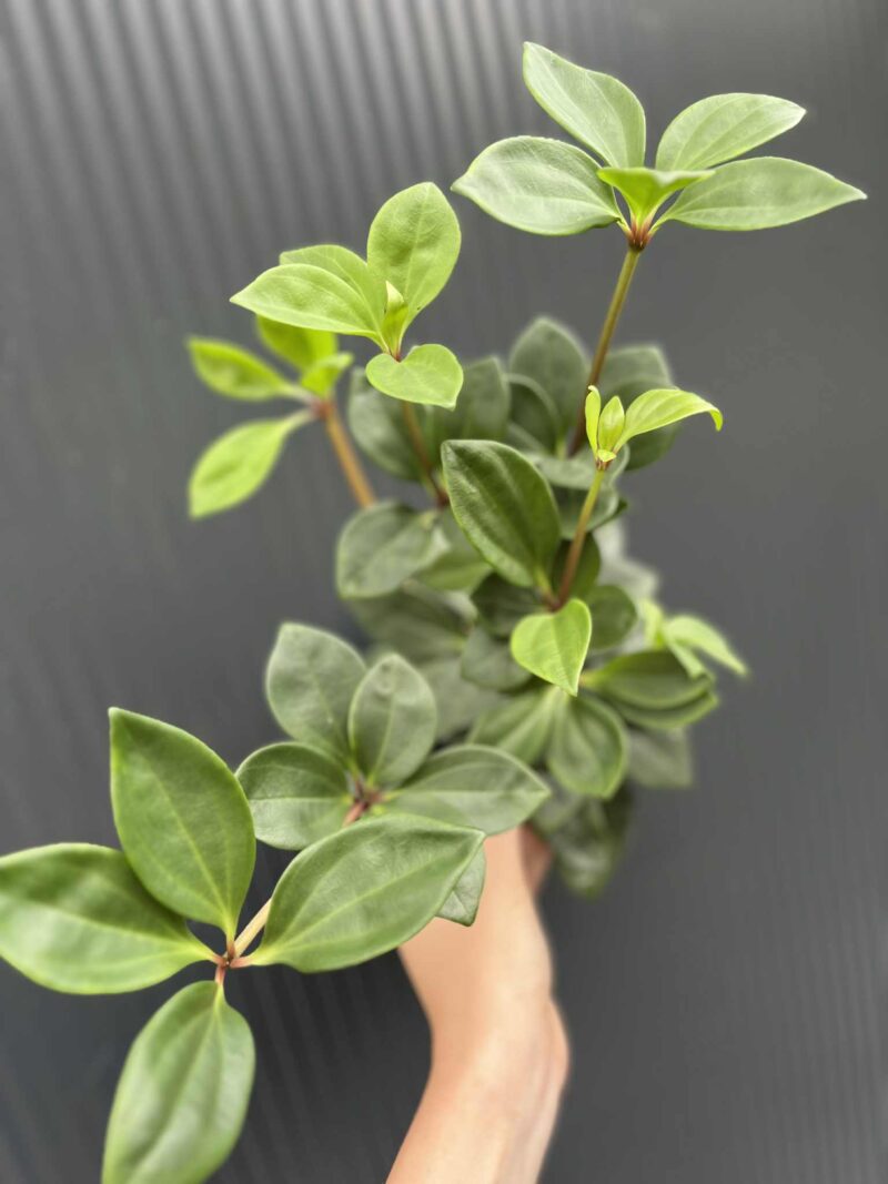 Peperomia pereskifolia
