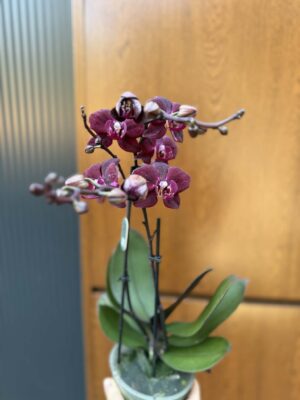 Phalaenopsis ‘Cartagena’ | Storczyk
