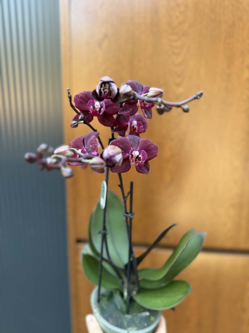 Phalaenopsis ‘Cartagena’ | Storczyk