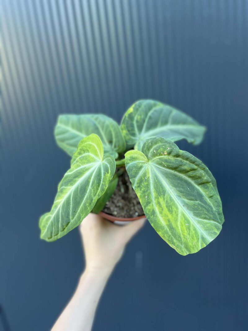 Anthurium Villenaorum Variegata
