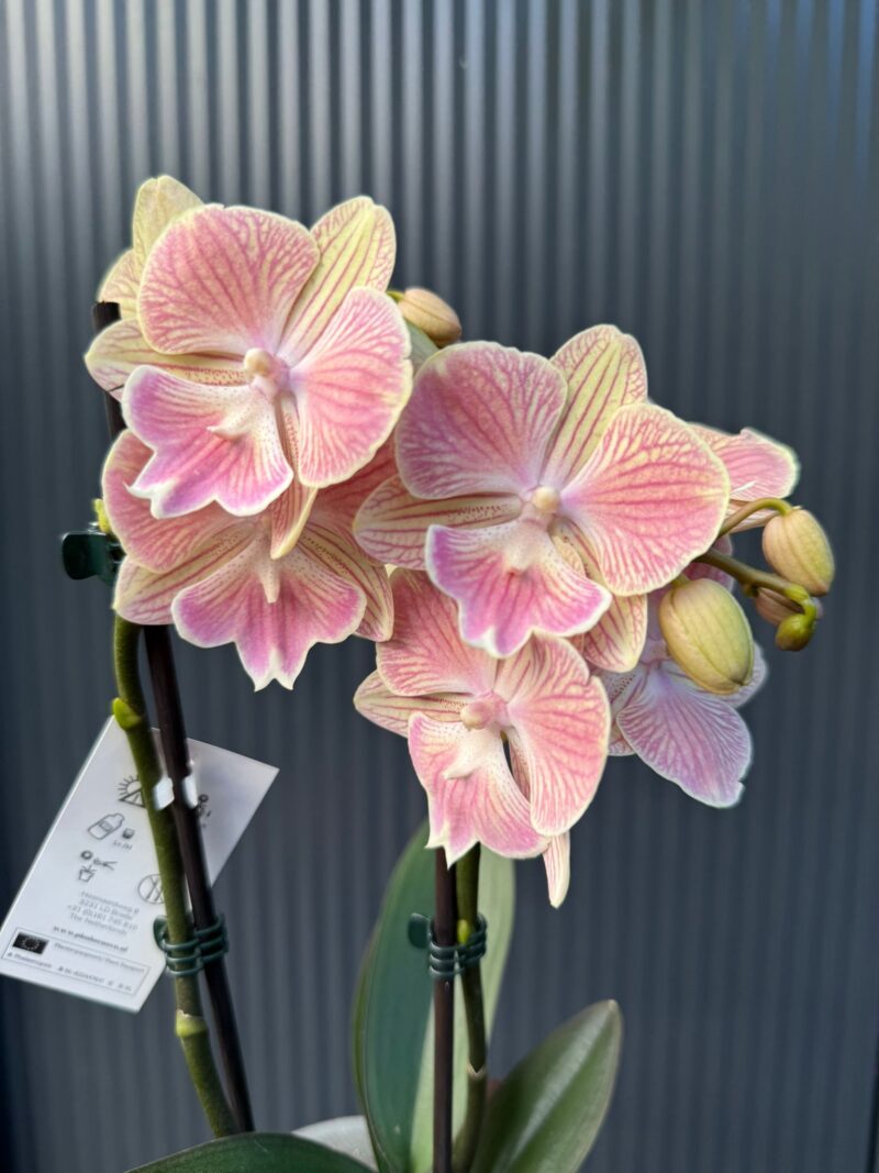 phalaenopsis harck mermaid | Storczyk phalaenopsis harck mermaid | Storczyk