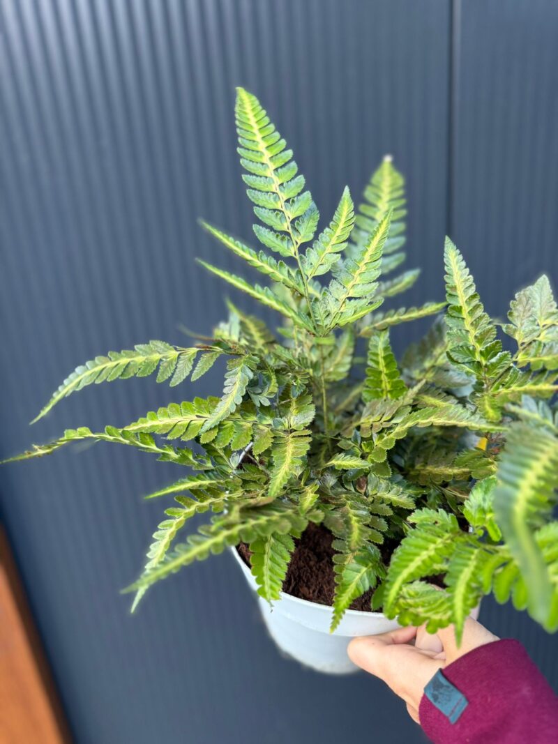 Paproć Arachniodes aristata ‘Variegata’