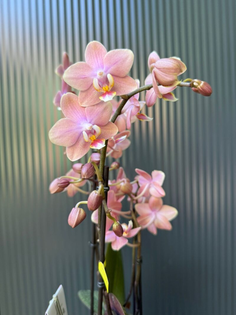 Phalaenopsis Multiflora ‘Aromio Sweet’ | Storczyk pachnący Phalaenopsis Multiflora ‘Aromio Sweet’ | Storczyk pachnący