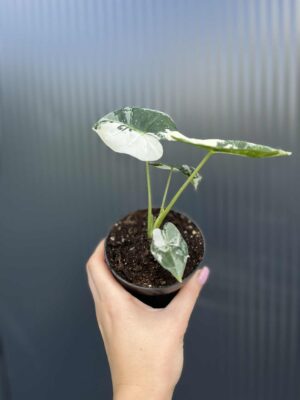 Alocasia Frydek Variegata