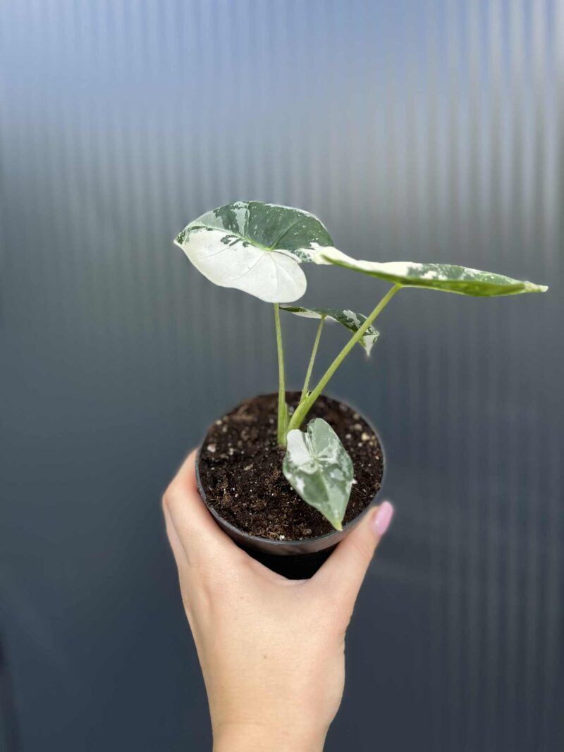 Alocasia Frydek Variegata