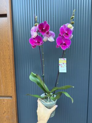 Phalaenopsis Tying Shin Galaxy Big Lip | Storczyk