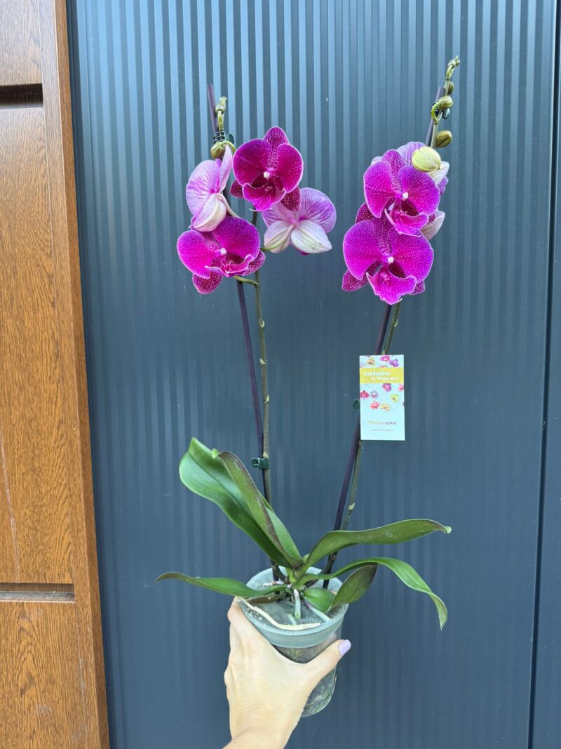 Phalaenopsis Tying Shin Galaxy Big Lip | Storczyk