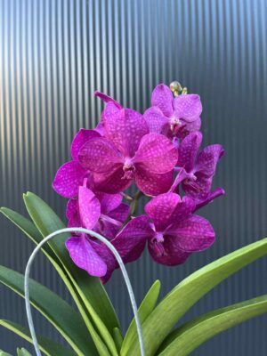 Storczyk Vanda “Hybryda Special ” 5 przekwitnięta