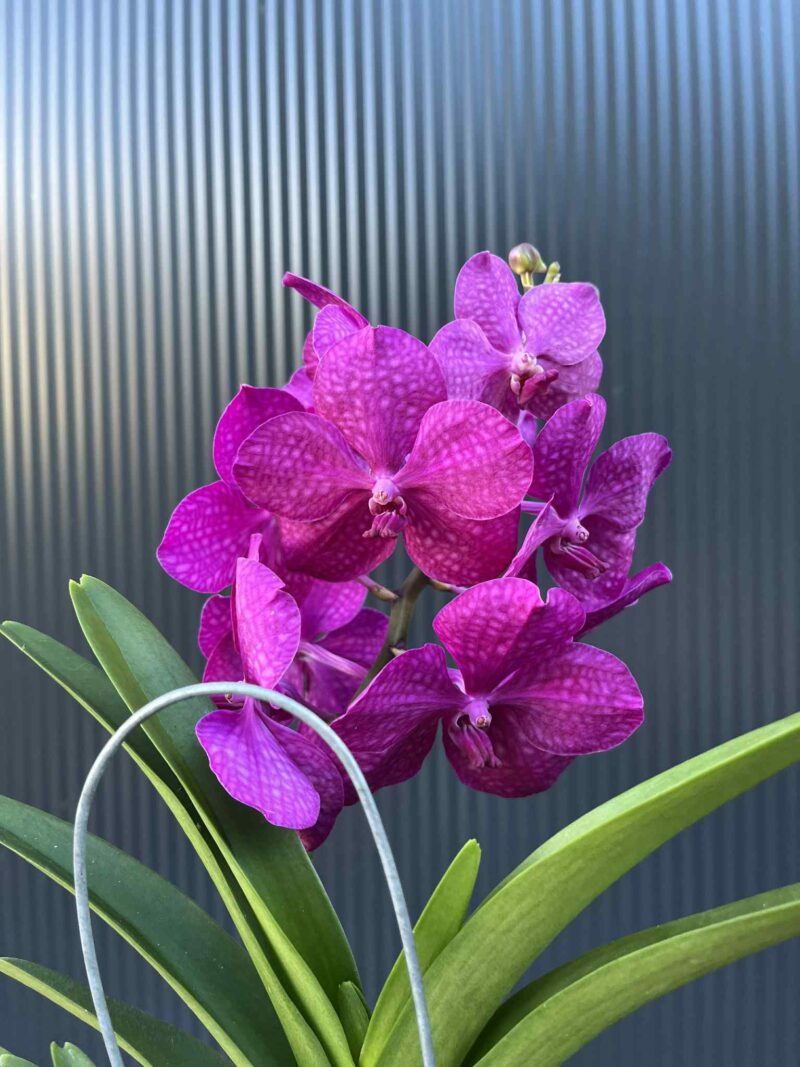Storczyk Vanda “Hybryda Special ” 5 przekwitnięta Storczyk Vanda “Hybryda Special ” 5 przekwitnięta