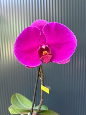 Phalaenopsis Singolo Shima | Storczyk