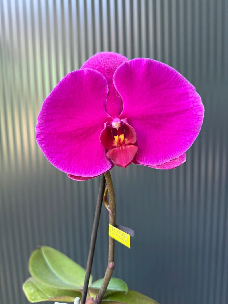 Phalaenopsis Singolo Shima | Storczyk Phalaenopsis Singolo Shima | Storczyk
