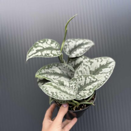 Scindapsus Trebie