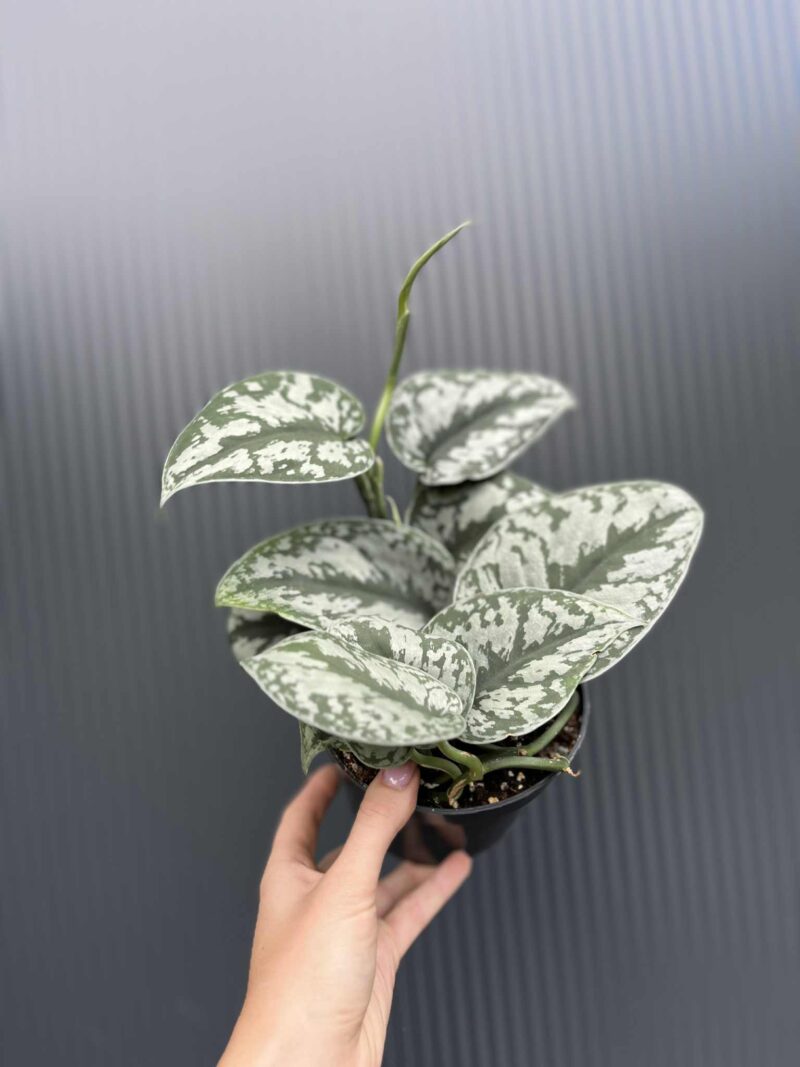 Scindapsus Trebie Scindapsus Trebie
