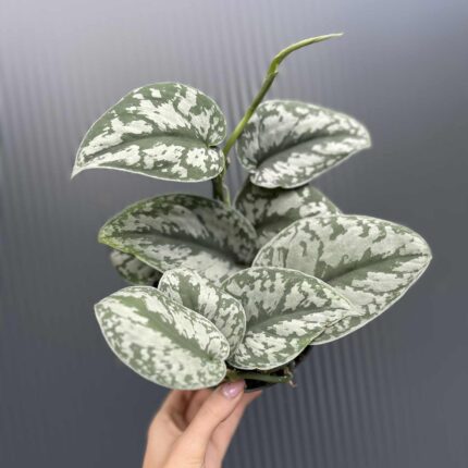 Scindapsus Trebie