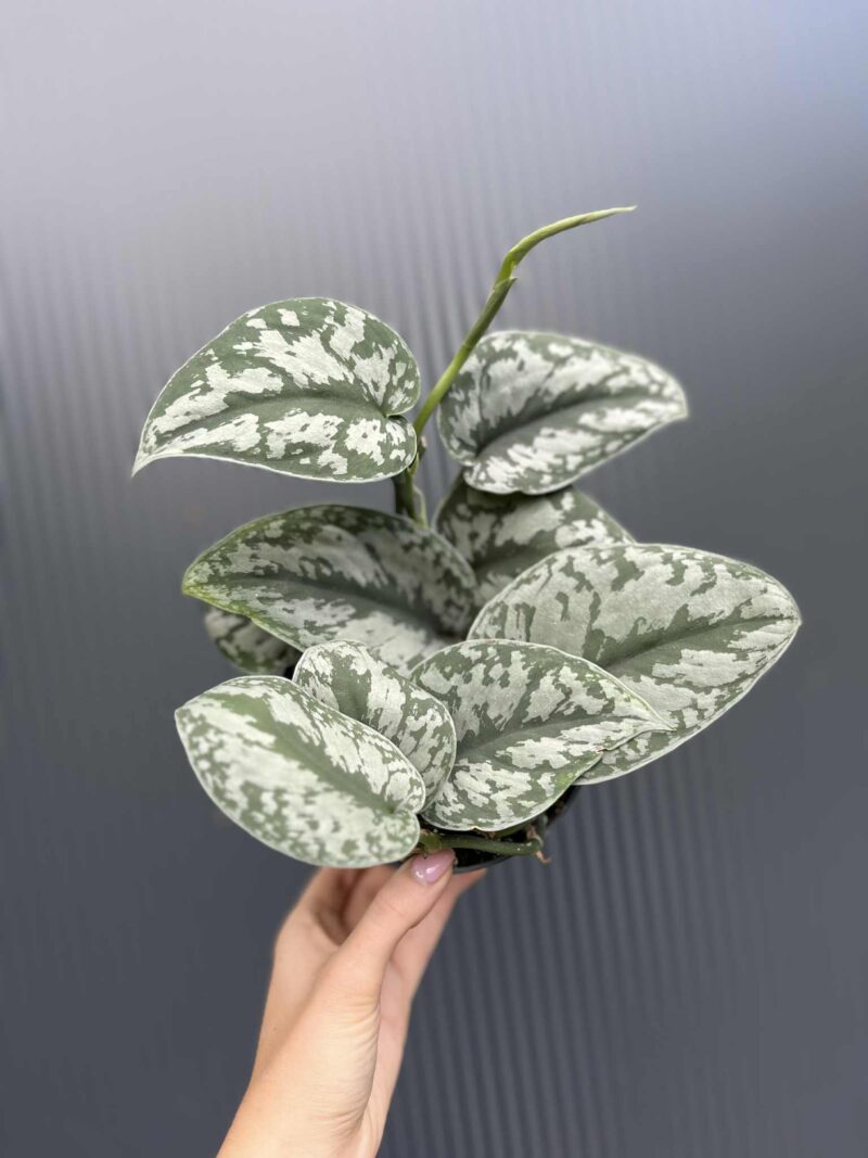 Scindapsus Trebie