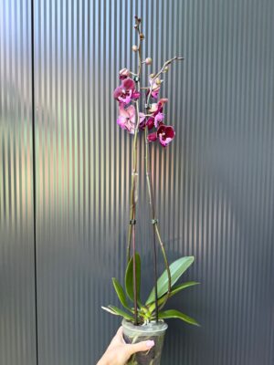 Phalaenopsis ‘Hot Kiss’ | Storczyk przekwitający