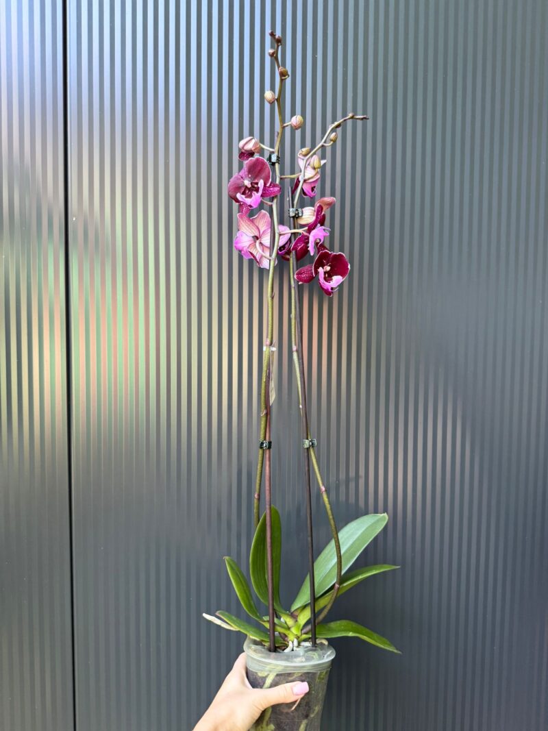 Phalaenopsis ‘Hot Kiss’ | Storczyk przekwitający
