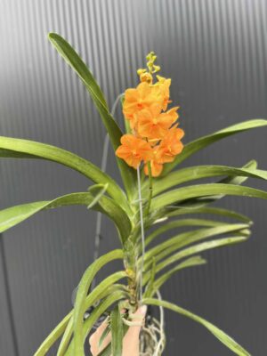 Storczyk Vanda 6