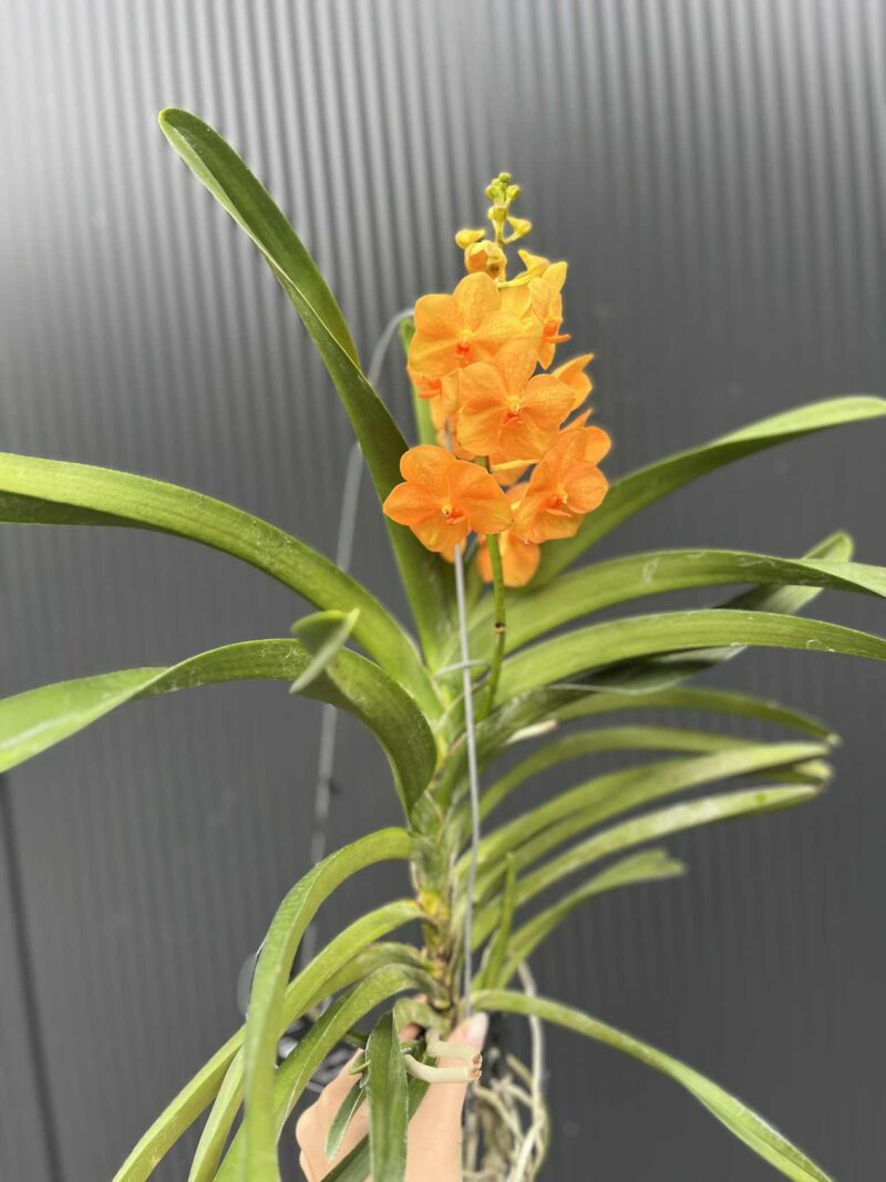 Storczyk Vanda 6