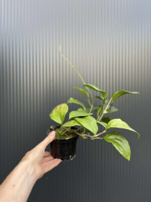 Hoya quinquenervia