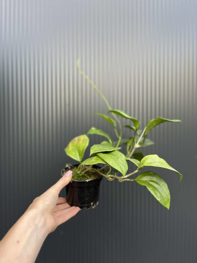 Hoya quinquenervia