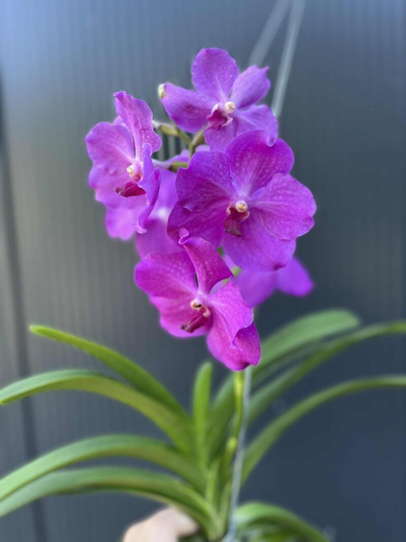 Storczyk Vanda 8 Storczyk Vanda 8