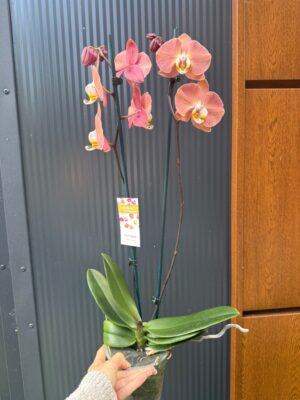 Phalaenopsis Limited 24 | Storczyk przekwitający