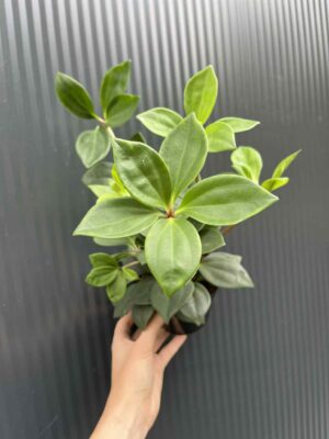 Peperomia pereskifolia