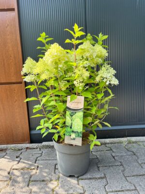 Hydrangea paniculata ‘Garden Light’ | Hortensja bukietowa
