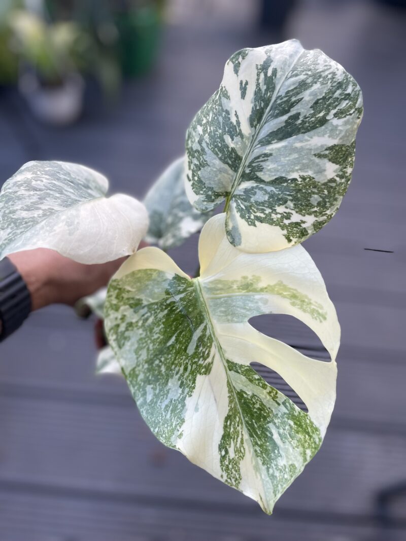 Monstera creme brulée Monstera creme brulée