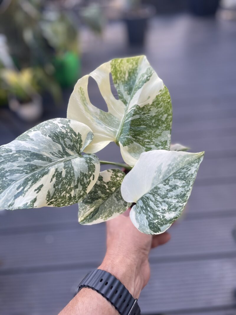 Monstera creme brulée