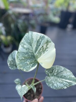 Monstera creme brulée