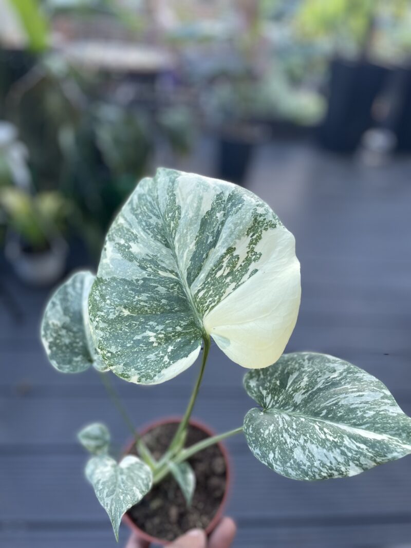 Monstera creme brulée