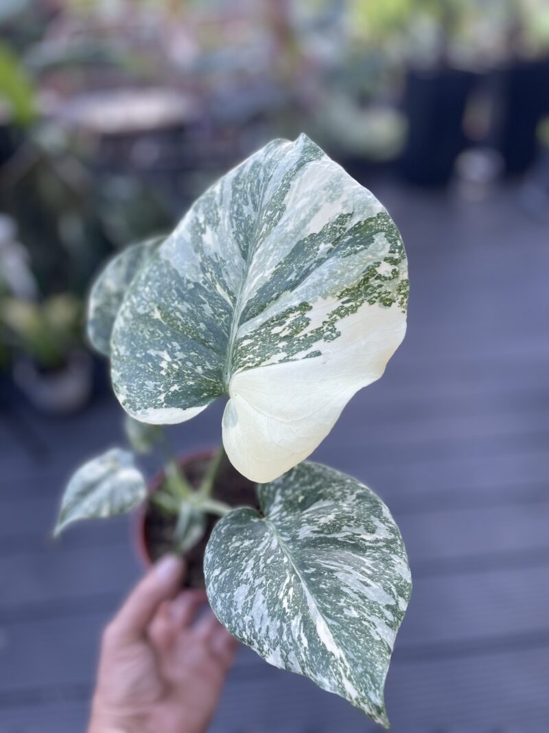 Monstera creme brulée