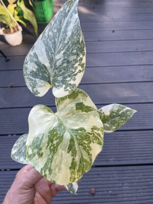 Monstera creme brulée