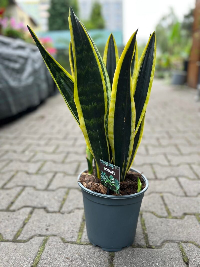Sansevieria Black Golden Sansevieria Black Golden